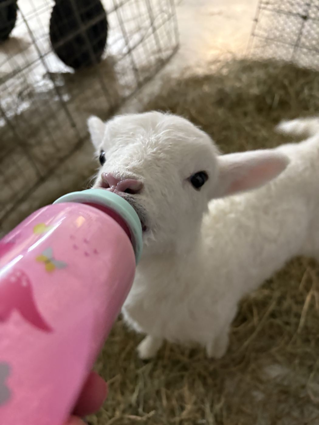 Bottle-feeding a lamb