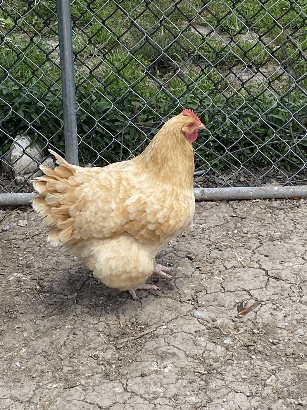 One of the farm's chickens