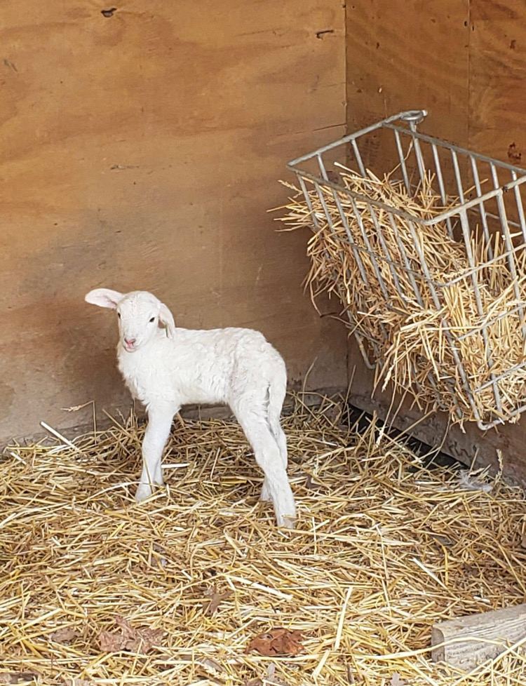 Newborn Rolla