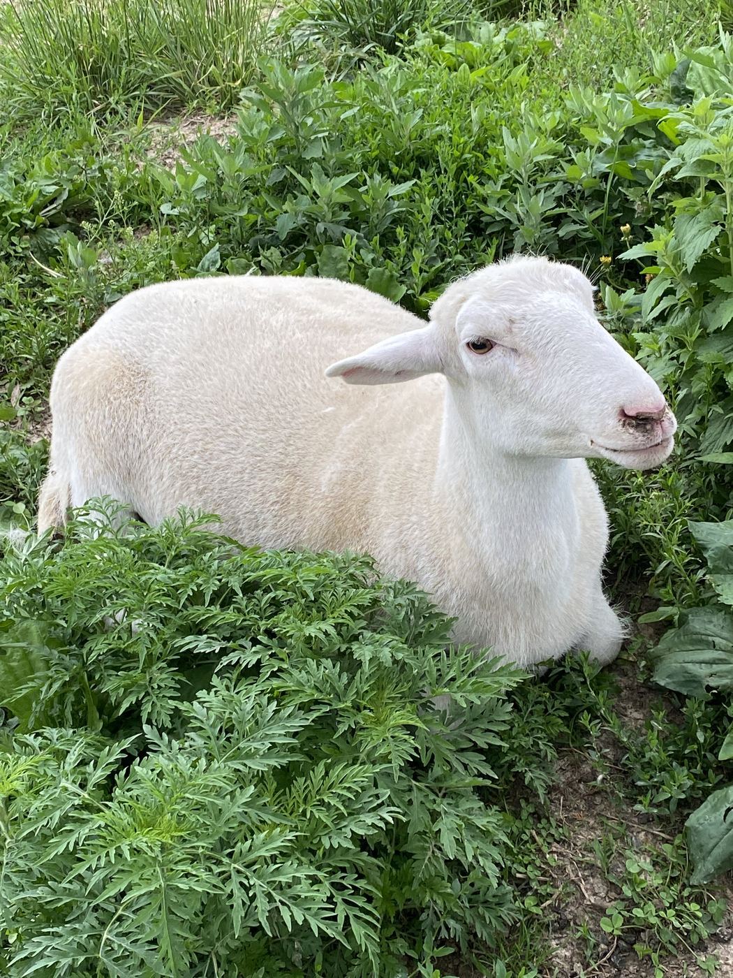 Rolla, the flock matriarch