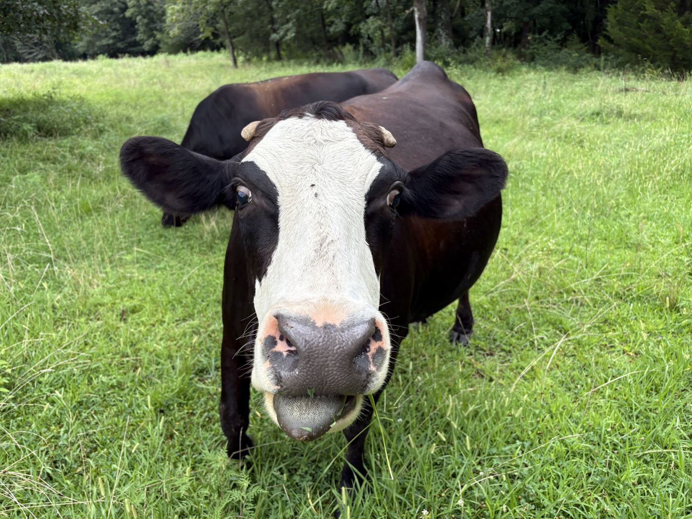 Shadow, the Wagyu-cross heifer